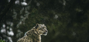 Preventing illegal trade in snow leopards