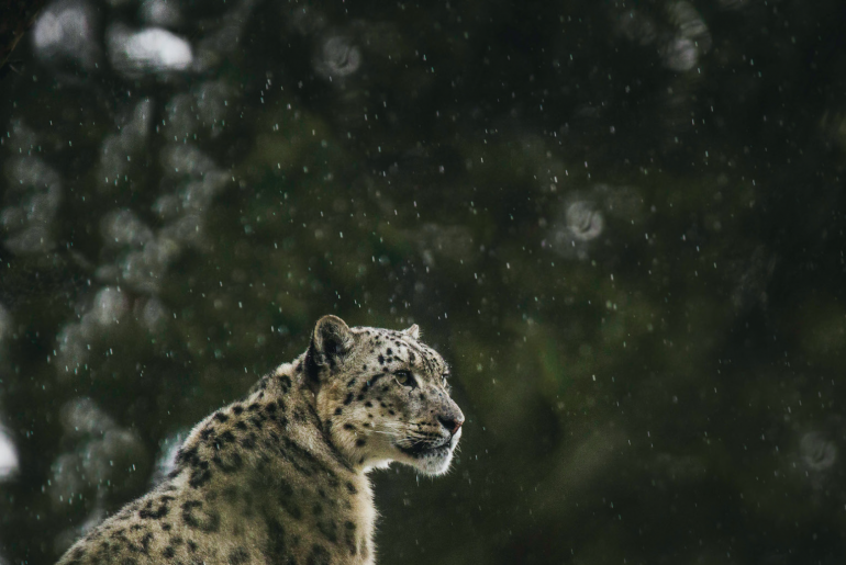 Preventing illegal trade in snow leopards