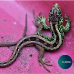 GRASFI biodiversity finance panel